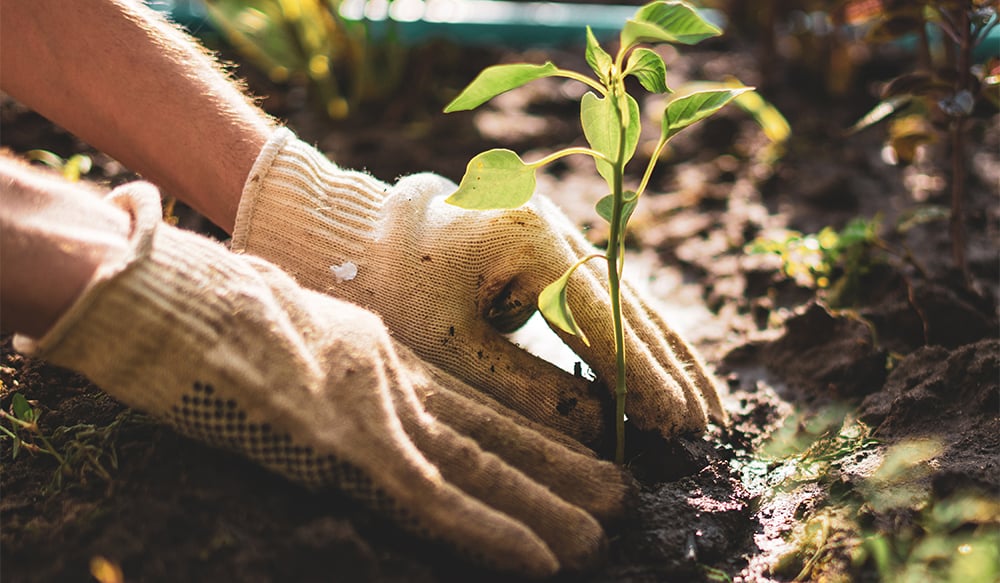 How to Grow Your Own Fresh Produce